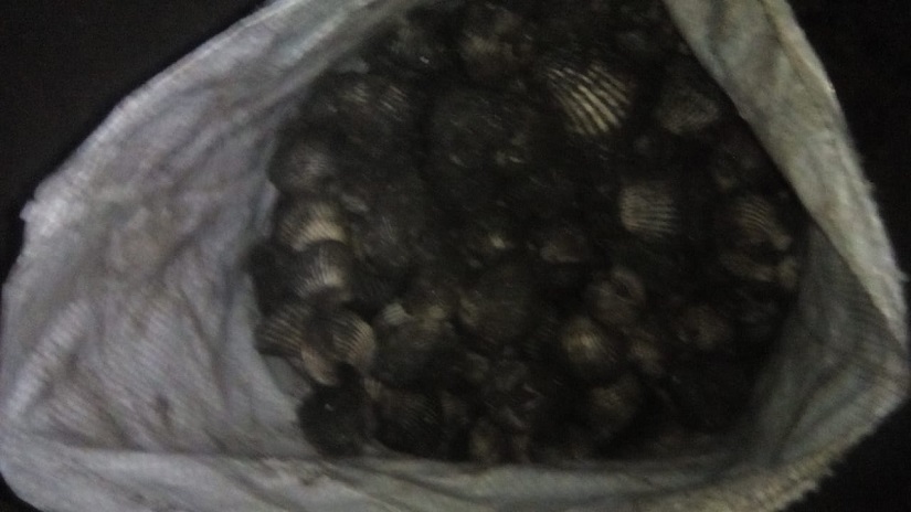 conchas